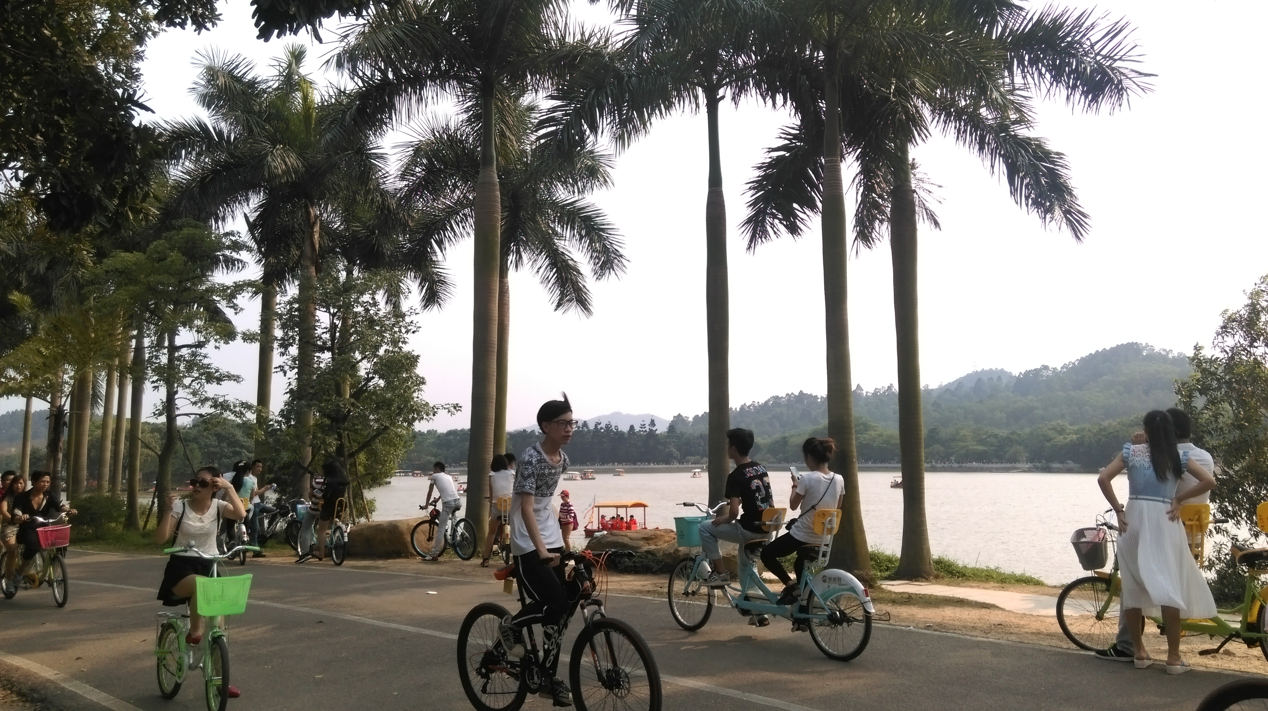 Cyclists on a road lined with palm trees, by a lake